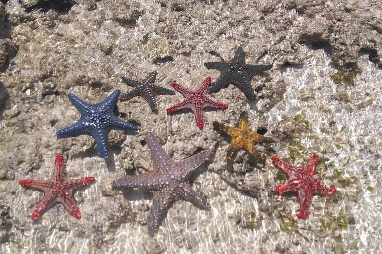 Zanzibar: Private Blue Lagoon & Starfish Snorkeling Tour Private Tour No Hotel pick up and drop-off