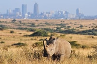 Nairobi National Park Spiel fahren - Hizvo