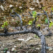 Da Porto Tour Del Vino Della Valle Del Douro Per Piccoli Gruppi