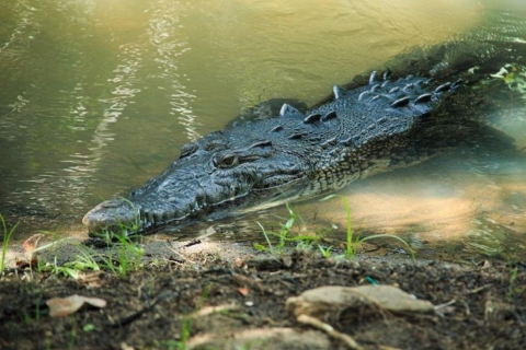 Huatulco : L'expérience des tortues et des crocodiles