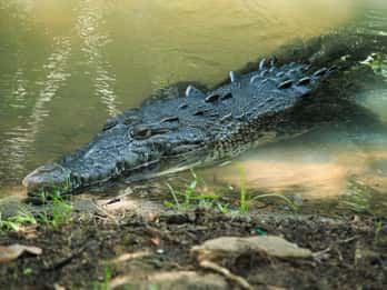 Huatulco: Turtles & Crocs Experience