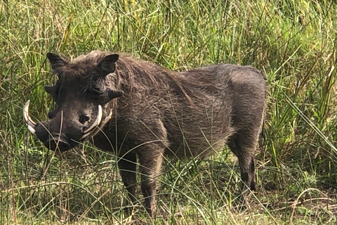 Safari de un día por el Parque Nacional de Maputo