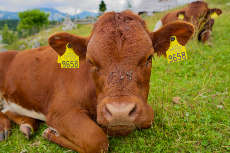 From Ljubljana: Velika Planina Tour with Meal & Photos