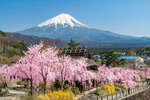 The BEST Mount Fuji Spring activities 2026 - FREE Cancellation