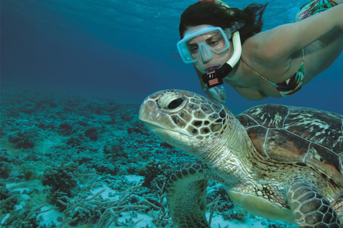 Mirissa VIP Turtles Snorkeling: Pool Training & Free GoPro