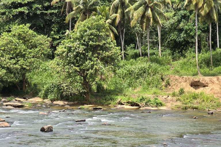 L&#039;expérience de la vie sauvage à Sigirya