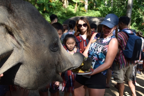 Phuket: Sanktuarium etycznej opieki nad słoniami Nai Dee PhuketOpcja A: Pełne półdniowe doświadczenie