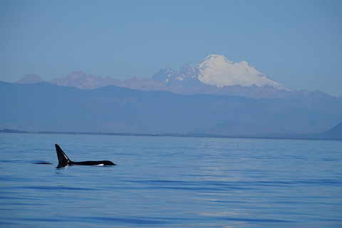 Anacortes: Orca Whales Guaranteed Boat Tour near Seattle
