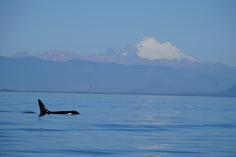 Anacortes: Orca Whales Guaranteed Boat Tour near Seattle