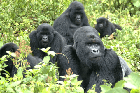 Kigali City Tour, Gorilla trekking, safari and Cultural tour