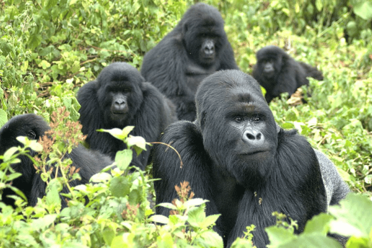 Kigali City Tour, Gorilla trekking, safari and Cultural tour