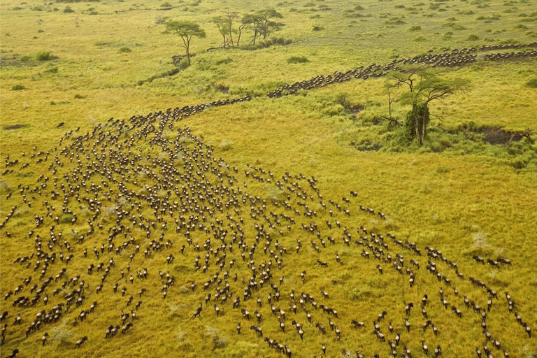 4-dniowe luksusowe safari balonem w SerengetiPrywatne safari balonem Serengeti Ngorongoro