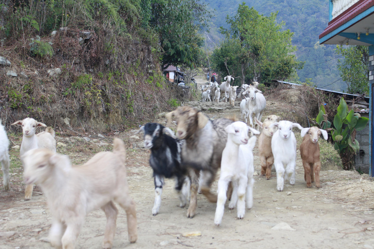 Pokhara: Aventura de 2 dias de caminhada e rafting no Australian Camp