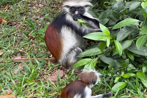 FROM NUNGWI/KENDWA:STONE TOWN, PRISON ISLAND & JOZANI FOREST Private tour include hotel pick up and drop off