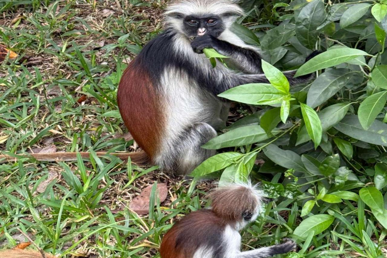 FROM NUNGWI/KENDWA:STONE TOWN, PRISON ISLAND & JOZANI FOREST Private tour include hotel pick up and drop off