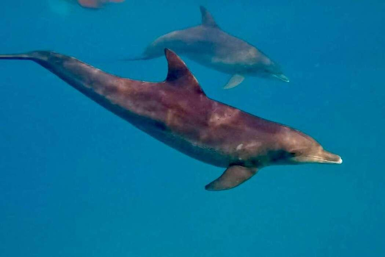 ZANZIBAR: Mnemba Island Dolphins & Maasai Village Experience