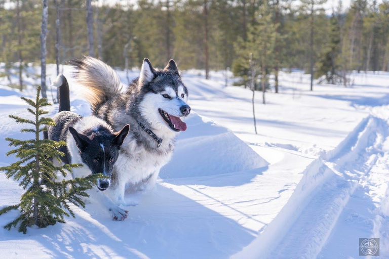 Meltosjärvi: Self Driving Husky Tour - Lake Trail Experience