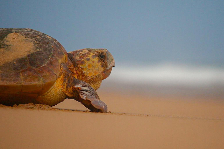 From Maputo: 2-Day Safari & Ocean Hideaway at Maputo Reserve