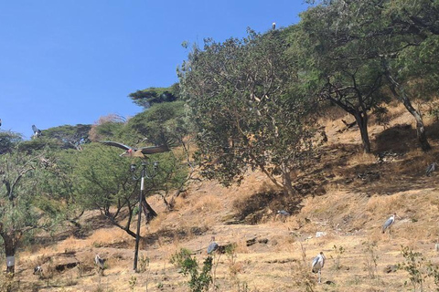 Addis Ababa: 6-Day Abijata Shalla NP & Bale Mountains Tour