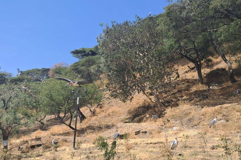 Addis Ababa: 6-Day Abijata Shalla NP & Bale Mountains Tour