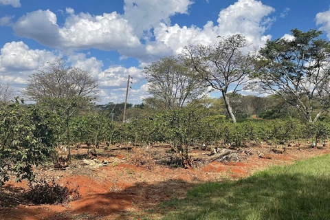 Nairobi: Half day Coffee Farm tour with a local guide