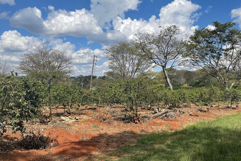 Nairobi: Half day Coffee Farm tour with a local guide