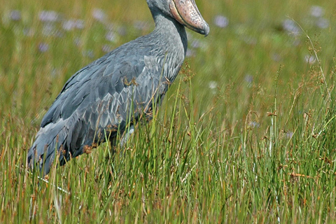 Entebbe: Private Mabamba Swamp Shoebill Birding Tour
