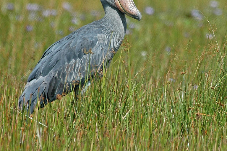 Entebbe: Private Mabamba Swamp Shoebill Birding Tour