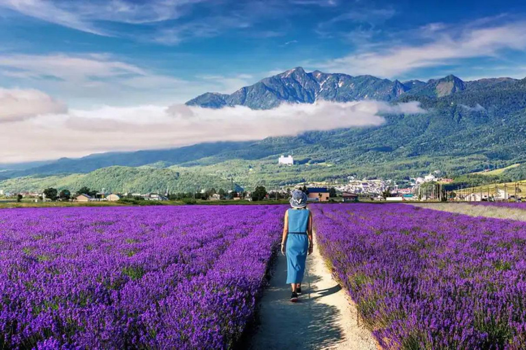 Sapporo: Biei & Furano Summer Flower Fields Day Trip