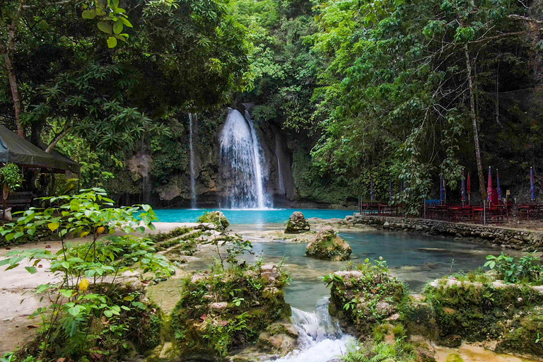 Cebu: Oslob Whale Shark Experience & Kawasan Canyoneering