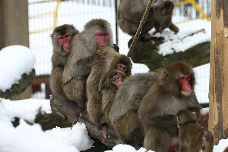 Sapporo: Zoo de Asahiyama, Cascatas de Shirahige /com almoço e ingresso7:50 Encontra-te na Torre de TV de Sapporo (almoço incluído)