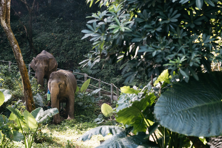 Khao Lak: Halve dag olifantensafari met maaltijd en vervoer van het hotel