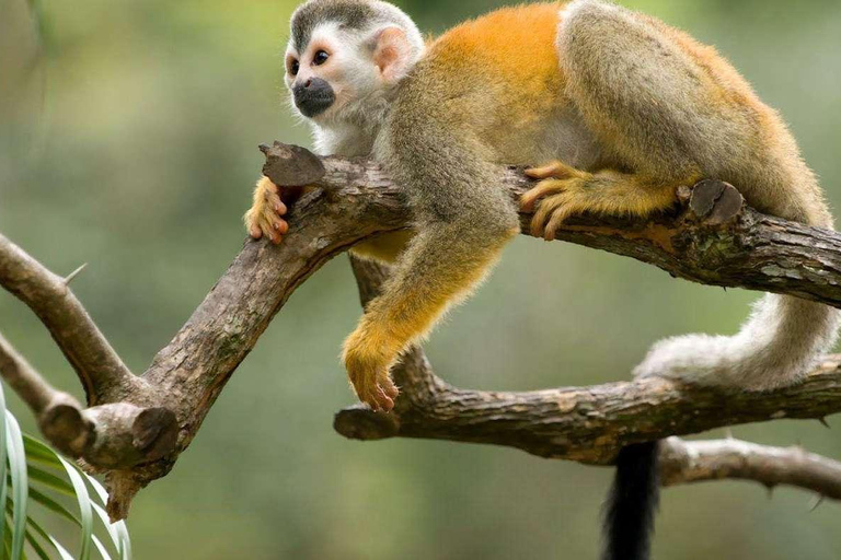 From Iquitos Amazonas 3 Days 2 Nights