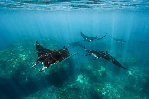 Depuis Bali : Snorkeling 3 Spots avec GoPro &amp; West Penida TourPlongée en apnée avec transfert aller-retour à Bali