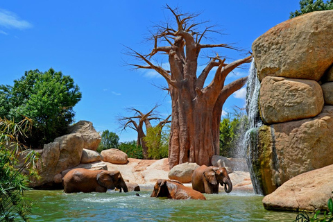 Valencia: Bioparc Valencia Biljett för inträde