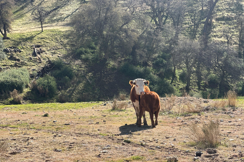 Kern County: Gold Panning Experience