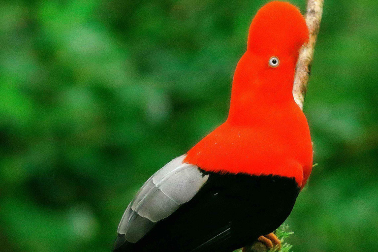 Tambopata turné: 3D/2N Amazonas-äventyr