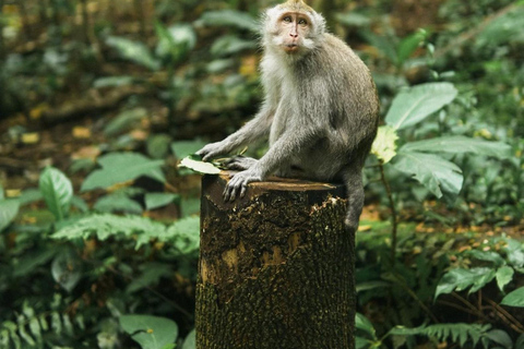 Privat ubud-tur Ris-terrass, tempel och hemligt vattenfall