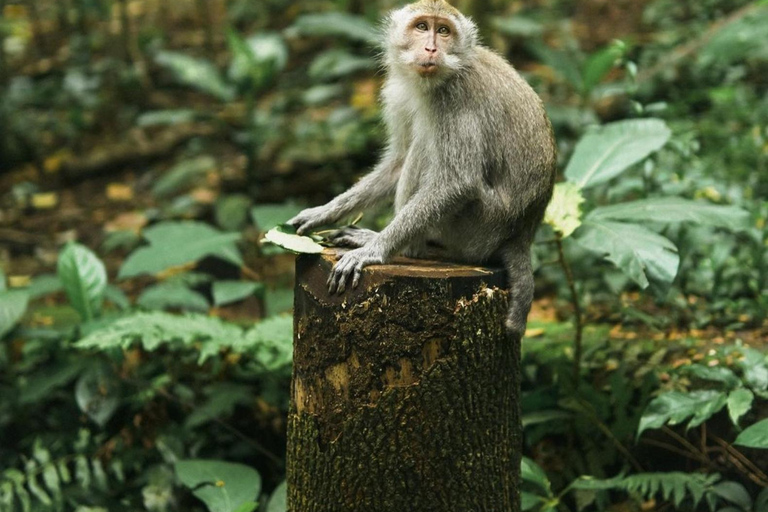 Privat ubud-tur Ris-terrass, tempel och hemligt vattenfall