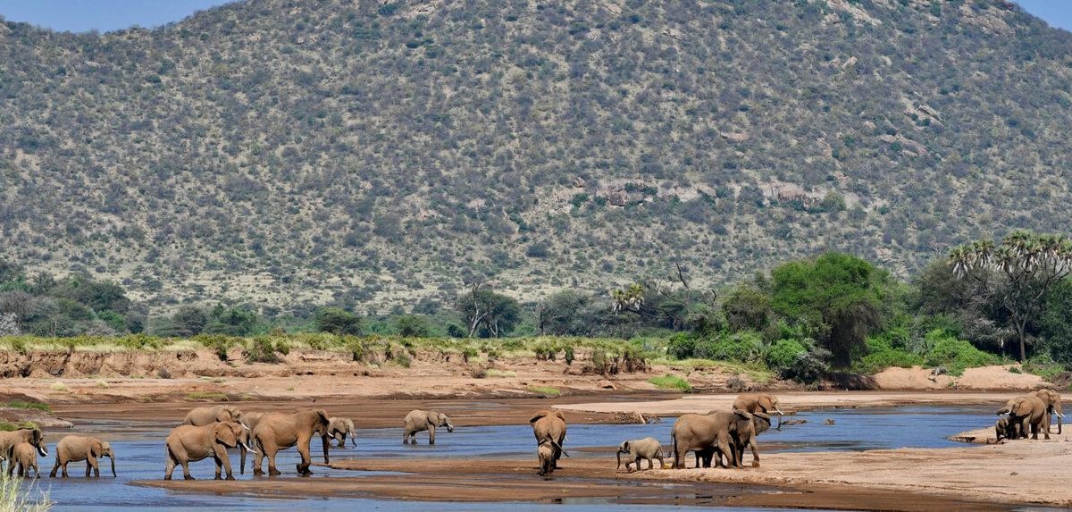 5-daagse exclusieve safari met hoogtepunten van Kenia | GetYourGuide