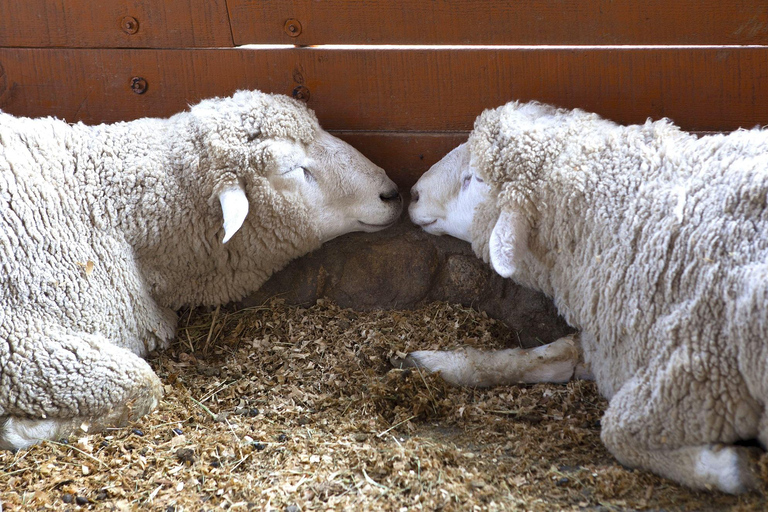 Funivia guidata Balwangsan e ranch DaegwallyeongFunivia guidata di Balwangsan e ranch Daegwallyeong