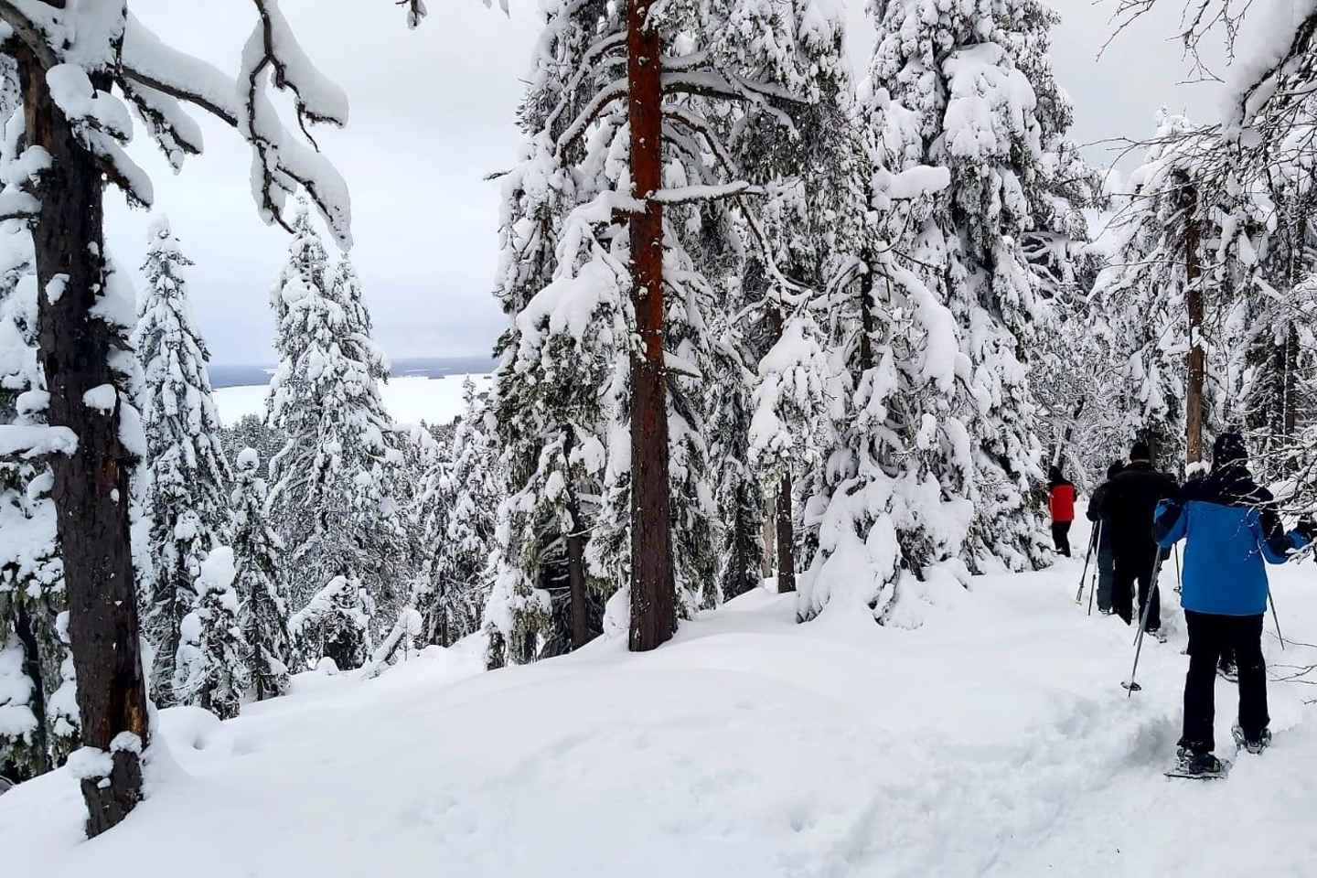 Vuokatti: Snowshoeing Adventure in the Forest