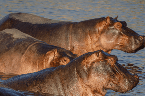 Von Sansibar: 3-tägige Selous-Safari, Bootstour &amp; Besuch bei den MaasaiAll-Inclusive: 3-Tages-Safari, Bootsfahrt und Busch-Wanderung