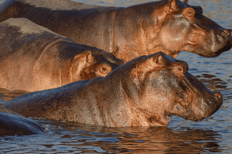 Von Sansibar: 3-tägige Selous-Safari, Bootstour &amp; Besuch bei den MaasaiAll-Inclusive: 3-Tages-Safari, Bootsfahrt und Busch-Wanderung