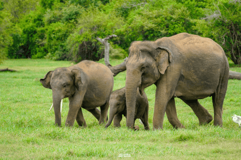 Kaudulla: tour di safari con gli elefanti al tramonto e visite alla fauna selvatica