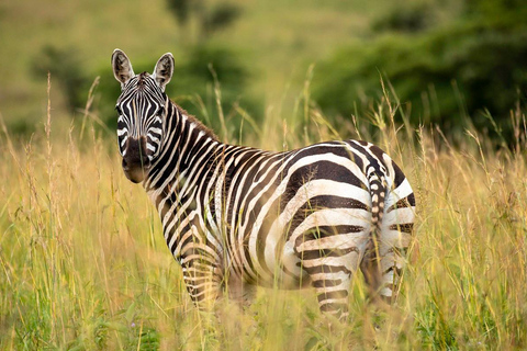 Entdecke unsere beste 4-tägige Masai Mara Safari ab Nairobi