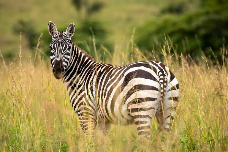 Entdecke unsere beste 4-tägige Masai Mara Safari ab Nairobi