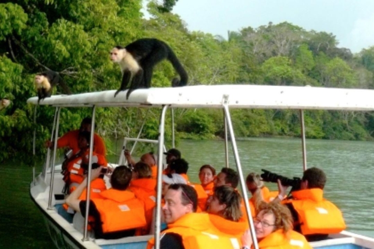 Desde la ciudad de Panamá: tour en barco a la isla de los monos con traslado
