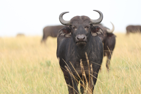 Nairobi: Privat safari i Maasai Mara med lunch och hämtning