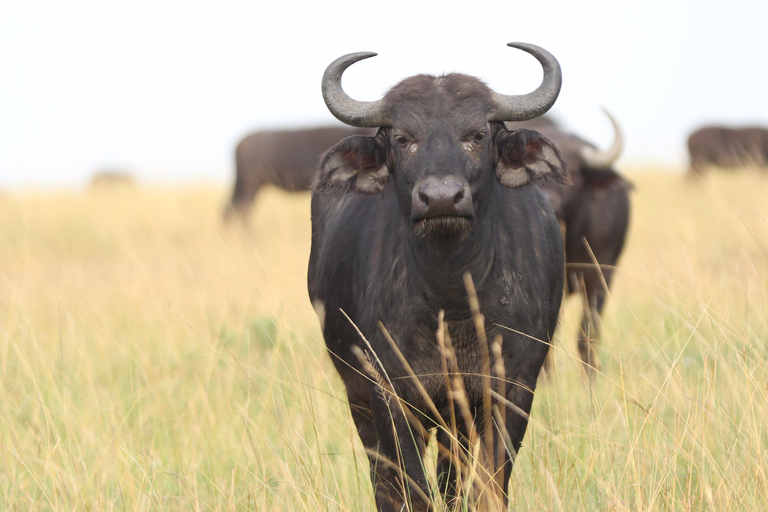 Nairobi: Privat safari i Maasai Mara med lunch och hämtning